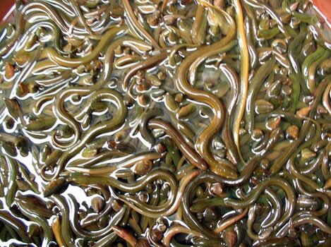china-eels-photo.jpg.662x0_q100_crop-scale.jpg