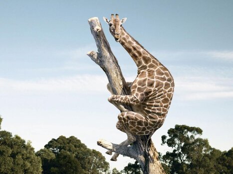 grappige-hd-achtergrond-met-giraffe-in-een-boom.jpg