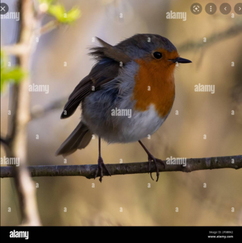 Screenshot 2021-10-24 at 13-25-17 robin bird – Google pretraživanje.png