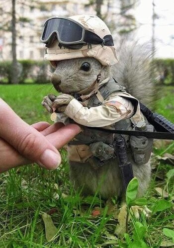 Combat-squirrel.jpg