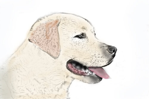 Dog 1