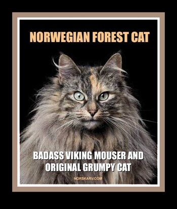 ba4d307d5556b8ff249b0085ec44bf51--viking-norwegian-forest-cat.jpg