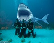 Shark-Diving.jpg