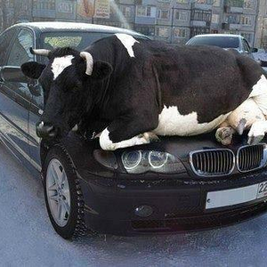 Cow_Car.png